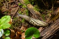 Limax maximus - leopard slug crawling on the ground among the leaves and leaves a trail Royalty Free Stock Photo