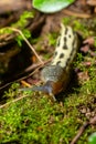 Limax maximus - leopard slug crawling on the ground among the leaves and leaves a trail Royalty Free Stock Photo