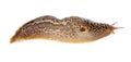 Limax maximus - leopard slug