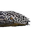 Limax maximus, leopard slug, great grey slug, keeled slug