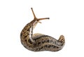 Limax maximus, literally, `biggest slug ` Royalty Free Stock Photo