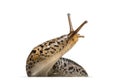 Limax maximus, literally, `biggest slug ` Royalty Free Stock Photo