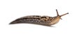 Limax maximus, literally, `biggest slug `