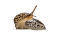 Limax maximus, literally, `biggest slug ` Royalty Free Stock Photo