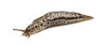 Limax maximus, literally, `biggest slug ` Royalty Free Stock Photo