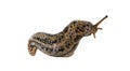 Limax maximus, literally, `biggest slug ` Royalty Free Stock Photo