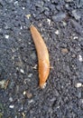 Young Limax on concrete pathwalk. Royalty Free Stock Photo