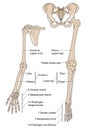 Limb bones