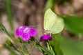 A limb butterfly sits on a wild carnation flower, close up Royalty Free Stock Photo