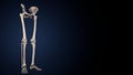 Human Skeleton Lower Limbs Anatomy 3D Illustration Royalty Free Stock Photo