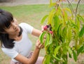 Limb Garcinia cowa wiht blur woman cutting branches plant tree. Royalty Free Stock Photo