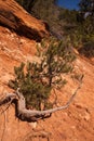 Limber Pine at Emerald Pools, Zion National Park. Royalty Free Stock Photo