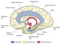 The limbic system