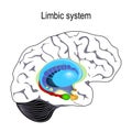 Limbic system. Cross section of the human brain Royalty Free Stock Photo