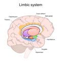 limbic system. Cross section of the human brain