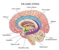 Limbic system