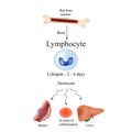 Limbo leukocytes in bone marrow. Dieback leukocytes in the spleen, liver and at sites of inflammation. The life of leukocyte.