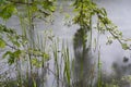 Limbs pond and leaves Royalty Free Stock Photo