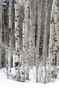 Limbs of trees in the northern utah mountains in the winter