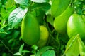 Limbura, Nimbura, Lebu, Nimbu, Green Lemon a citrus fruit Citrus lemon of Bangladesh origin