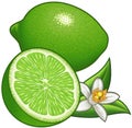 Lime Royalty Free Stock Photo