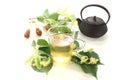 Lime blossom tea Royalty Free Stock Photo