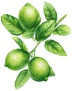 Lime branch with green leaves on isolated background, watercolor botanical painting, hand drawn.