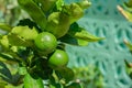 2 Lime on a branch on a lemon tree Royalty Free Stock Photo