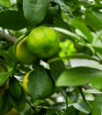 Lime on branch in plantation