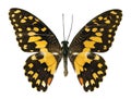 The lime butterfly Royalty Free Stock Photo