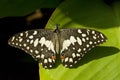 Lime Butterfly Royalty Free Stock Photo