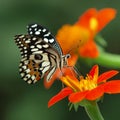 lime butterfly Royalty Free Stock Photo