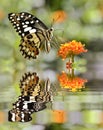 Lime butterfly above water with reflection