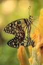 Lime Butterfly butterflies (Papilio demoleus) mati