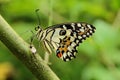 Lime butterfly,butterfly,insects Royalty Free Stock Photo