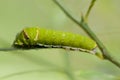 Lime butterfly caterpillar