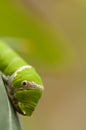 Lime butterfly caterpillar