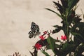 Lime Butterfly on a flower Royalty Free Stock Photo