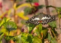 A Lime Butterfly flying over plants Royalty Free Stock Photo