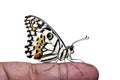 Lime Butterfly on a human finger on a white background