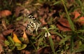 lime butterfly, lemon butterfly, lime swallowtail, and chequered swallowtail Royalty Free Stock Photo