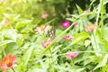 Lime butterfly on a mexican Royalty Free Stock Photo