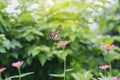 Lime butterfly on a mexican Royalty Free Stock Photo