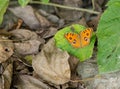 Lime butterfly on a mexican sunflower Royalty Free Stock Photo