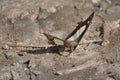 Lime butterfly - mud puddling .