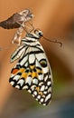 Lime Butterfly out of the cocoon