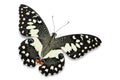 Lime butterfly Papilio demoleus Royalty Free Stock Photo