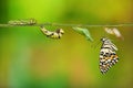 Lime butterfly Papilio demoleus life cycle Royalty Free Stock Photo