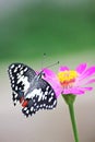 The lime butterfly ; Papilio demoleus malayanus Wallace Royalty Free Stock Photo