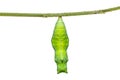 Lime butterfly Papilio demoleus pupa Royalty Free Stock Photo